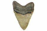 Fossil Megalodon Tooth - North Carolina #342158-2
